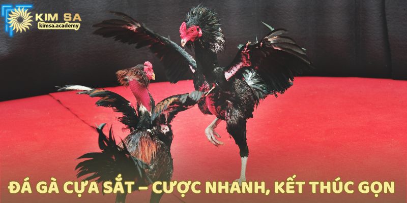 Phù hợp với người thích “đánh nhanh rút gọn”