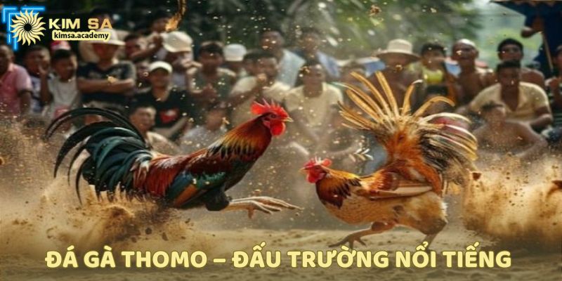 Đá gà Thomo– Nơi diễn ra các trận đấu thật, luật rõ ràng.