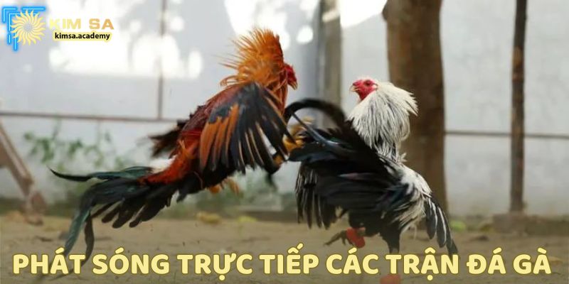 Đá gà thật 100%, phát sóng trực tiếp, rõ ràng và công khai.
