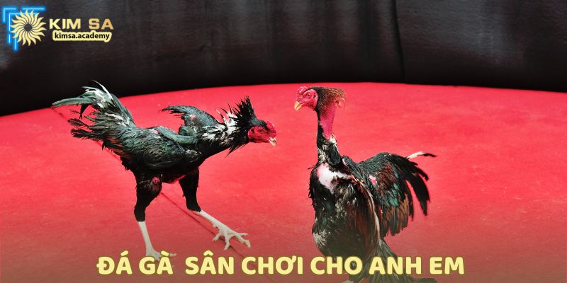 Trường gà nổi tiếng Thomo Campuchia