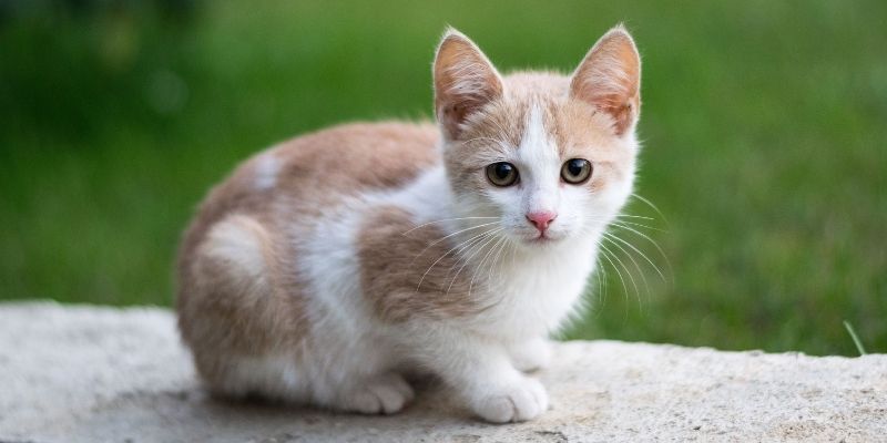 Chiêm bao về miêu mang ý nghĩa tâm linh sâu sắc