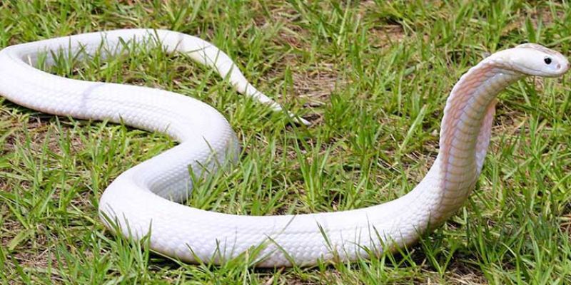 Gợi ý cực chuẩn xác về con rắn nhỏ số mấy để trúng lớn