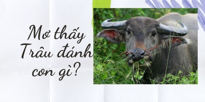 Mơ Thấy Trâu Đánh Con Gì Tại Kimsa Để Vận Đỏ Ùa Về