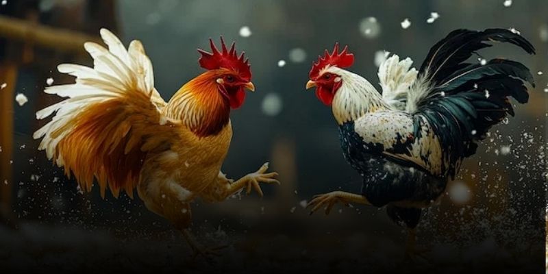 Đá Gà Cam67 - Hình Thức Cược Chọi Kê Hấp Dẫn Người Xem 