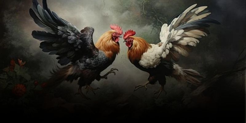 Đá Gà Thomo Rực Lửa Đấu Trưởng, Thắng Đậm Mỗi Ngày