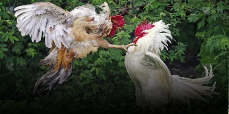 Lý do điểm chơi chọi kê thu hút hội viên