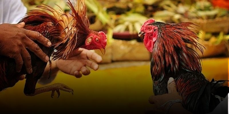 Trải nghiệm đá gà trực tiếp hôm nay kịch tính, siêu sắc nét