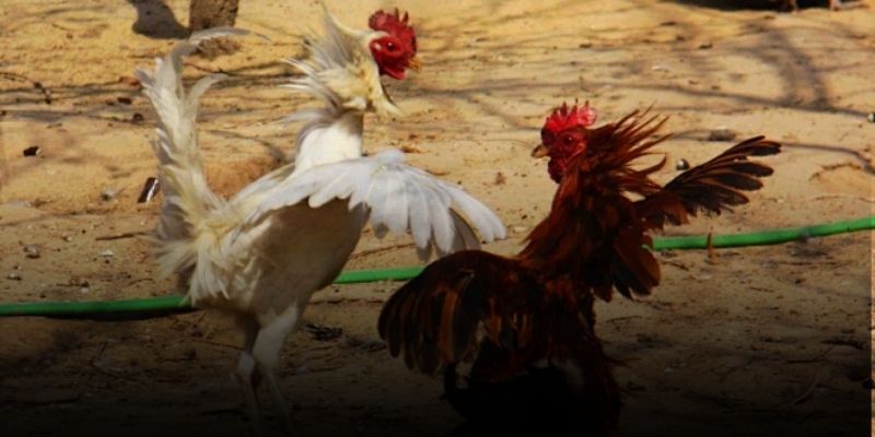 Trực tiếp đá gà C1 với góc quay cực cuốn, kèo cược hấp dẫn