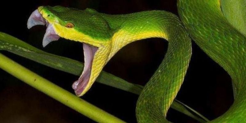 Chọn số chắc tay khi dùng soi bạch thủ 