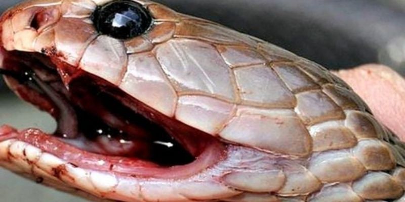 Nếu mộng giết xà nhỏ thì đánh gì dễ thắng