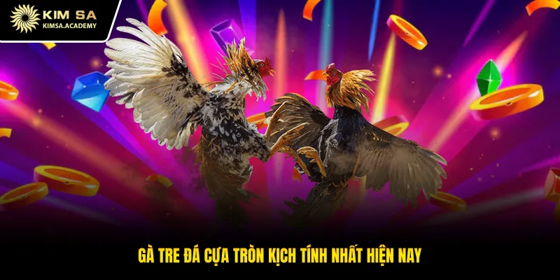 Gà tre đá cựa tròn kịch tính nhất hiện nay