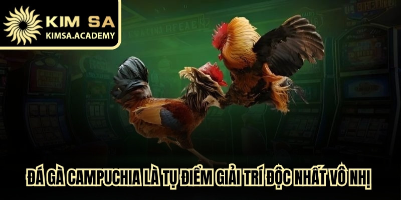 Đá gà Campuchia là tụ điểm giải trí độc nhất vô nhị hiện nay
