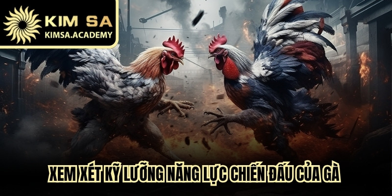 Xem xét kỹ lưỡng năng lực chiến đấu của gà trước khi quyết định