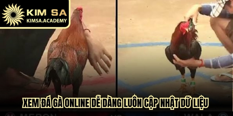 Xem đá gà online dễ dàng luôn cập nhật dữ liệu về các giải chọi