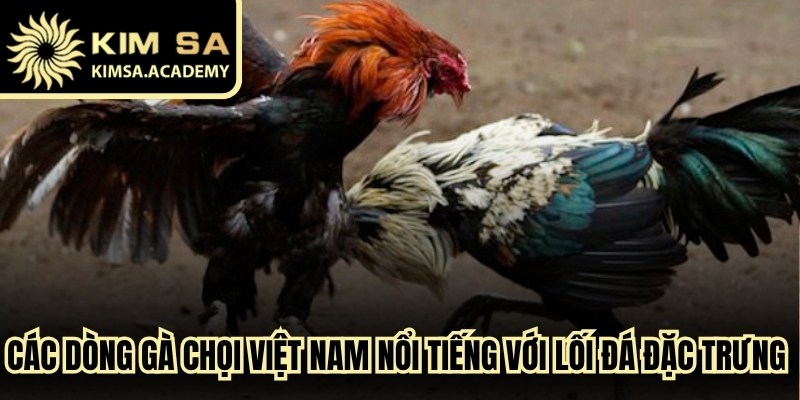 Các dòng gà chọi Việt Nam nổi tiếng với lối đá đặc trưng tại ba miền