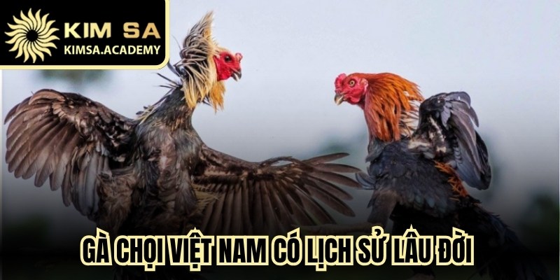 Gà chọi Việt Nam có lịch sử lâu đời gắn liền với các lễ hội làng quê truyền thống
