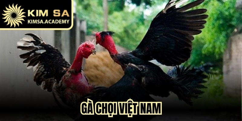 Gà Chọi Việt Nam