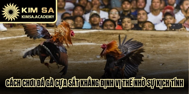 Cách chơi đá gà cựa sắt khẳng định vị thế nhờ sự kịch tính