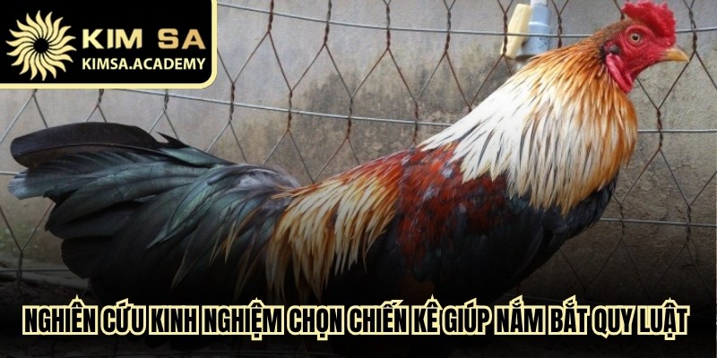 Nghiên cứu kinh nghiệm chọn chiến kê giúp nắm bắt quy luật chuẩn xác