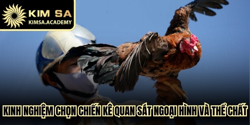 Kinh nghiệm chọn các chiến kê quan sát ngoại hình và thể chất