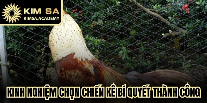 Kinh Nghiệm Chọn Chiến Kê