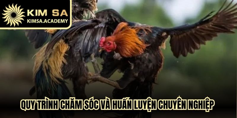 Quy trình chăm sóc và huấn luyện chuyên nghiệp cho chiến kê