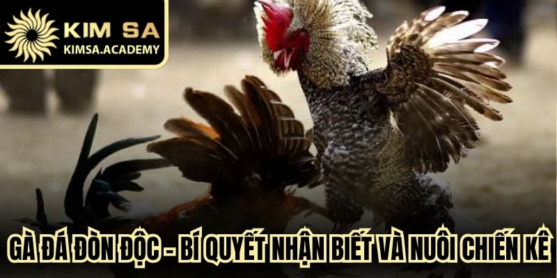Gà Đá Đòn Độc