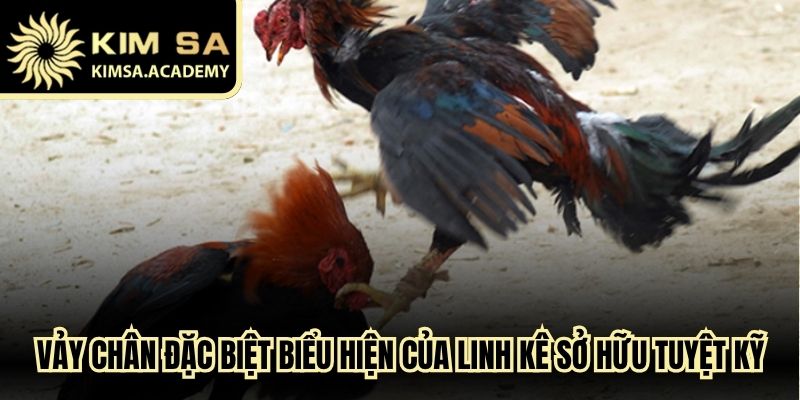 Vảy chân đặc biệt biểu hiện của linh kê sở hữu tuyệt kỹ
