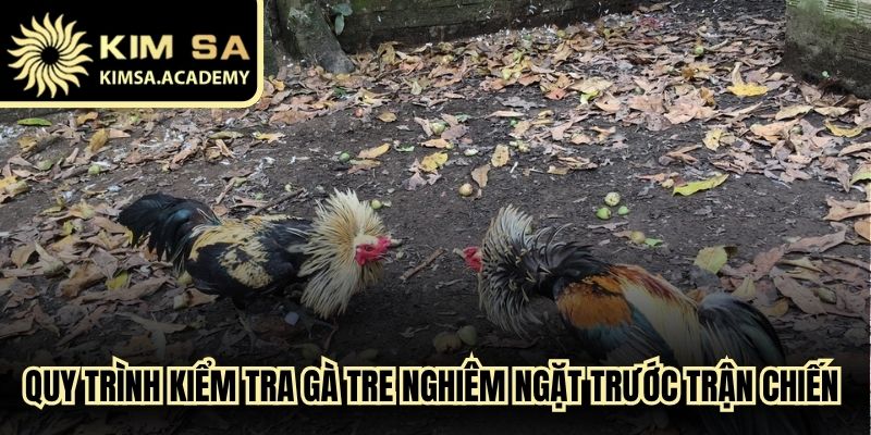 Quy trình kiểm tra gà tre nghiêm ngặt trước trận chiến đấu lớn