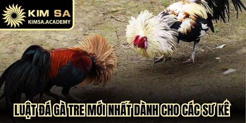 Luật Đá Gà Tre