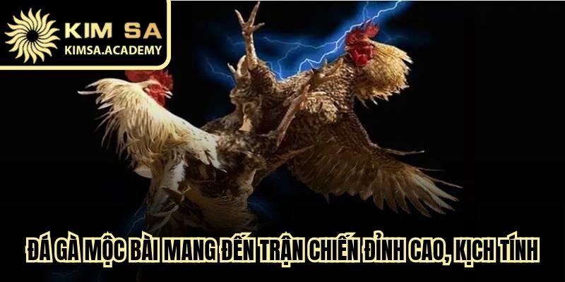 Đá gà Mộc Bài mang đến những trận chiến đỉnh cao, kịch tính