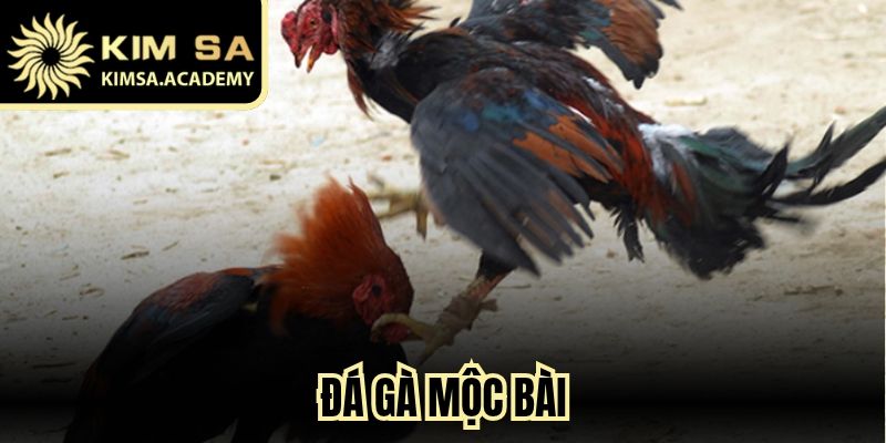 Đá Gà Mộc Bài